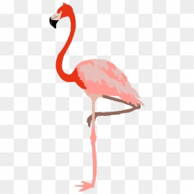 Greater Flamingo, HD Png Download - pink flamingo png
