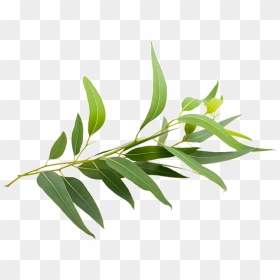190604ieucalyptus - Eucalyptus Real Leaf, HD Png Download - eucalyptus leaves png