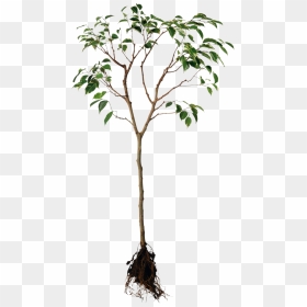 Plant With Roots Png, Transparent Png - large tree png