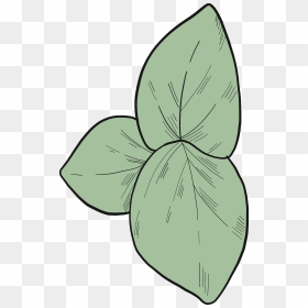Diagram, HD Png Download - eucalyptus leaves png
