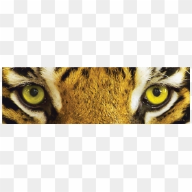 Tiger Eyes Rear Window Graphic By Adventure Graphics - Yellow Tiger Eyes, HD Png Download - tiger eyes png