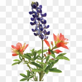 There Are Positive Features Of Lawns As Recreational - Lupine And Indian Paintbrush Tattoo, HD Png Download - bluebonnet png