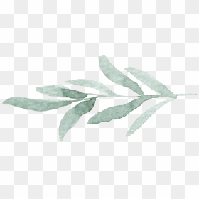Transparent Eucalyptus Leaves Png, Png Download - eucalyptus leaves png