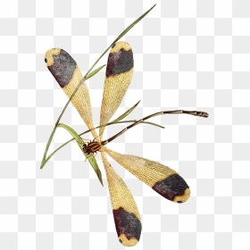 Biodiversity Heritage Library Butterfly, HD Png Download - butterfly net png