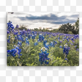 Bluebonnets By The Lake Canvas - Texas Bluebonnet, HD Png Download - bluebonnet png