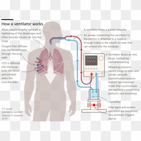 Ventilators Inside Body, HD Png Download - angry vein png