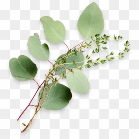 Eucalyptus Leaves And A Sprig Of Thyme - Maidenhair Tree, HD Png Download - eucalyptus leaves png