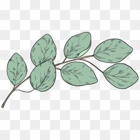 Eucalyptus Branch Clipart, HD Png Download - eucalyptus leaves png