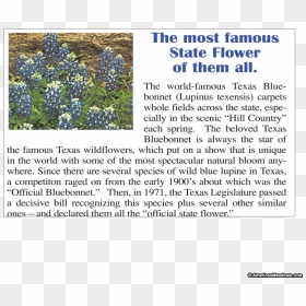 Texas Bluebonnet Texas Bluebonnet Spring Hillside Seed - Flower, HD Png Download - bluebonnet png
