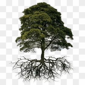 Tree And Root Png , Png Download - Healthy Tree With Roots, Transparent Png - tree root png