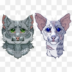 Whiskers Kitten Drawing Snout - Cat, HD Png Download - kitten face png