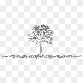 Tree And Root System, HD Png Download - tree root png
