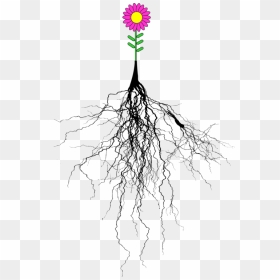 Botany,plant,tree - Tree With Roots Png, Transparent Png - tree root png