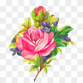 Rose Flower Image Digital Botanical Art - Clip Art, HD Png Download - rose clip art png