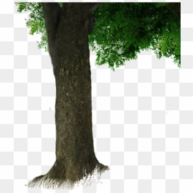 Tree Trunk Download Png Image - Long Tree Trunk Png, Transparent Png - tree root png