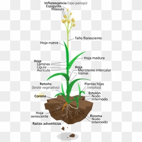 Labelled Diagram Of Elephant Grass, Png Download - Grass Plant Diagram, Transparent Png - corona bucket png