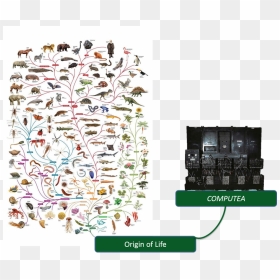 Memes - Tree Of Life By Charles Darwin, HD Png Download - thinking meme png