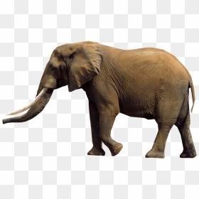African Elephant Png - Graph Of African Elephant Population, Transparent Png - elephants png