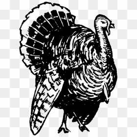 Black Turkey Broad Breasted White Turkey Black And - Royalty Free Turkey Drawing, HD Png Download - turkey silhouette png