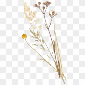 Pressed Flower Transparent Background, HD Png Download - aesthetic flower png