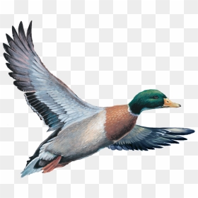 Mallard, HD Png Download - oregon ducks png