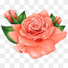 Orange Roses Png Image - Peach Flower Clipart Png, Transparent Png - roses clipart png