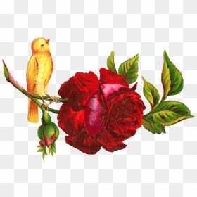 Yellow Rose Clipart Red - Nutriplenish Leave In Conditioner, HD Png Download - rose clip art png