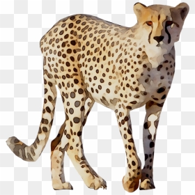 Cheetah Leopard Lion Animal Drawing - Cheetah Png, Transparent Png - chester cheetah png