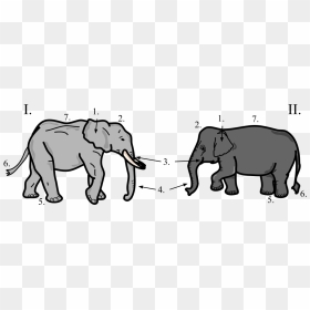 Asian Elephant And African Elephant Difference, HD Png Download - elephants png