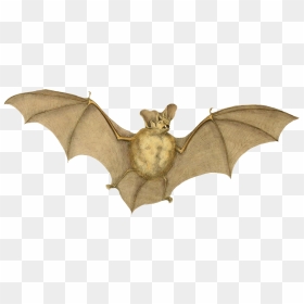 Vampire Bat Drawings Png - Bat Drawing Png, Transparent Png - bat clipart png
