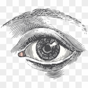 Quality Art Lessons - Eye Etching Drawing, HD Png Download - eye drawing png