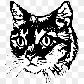 Library Of Cat Face Jpg Black And White Library Transparent - Cat Black And White Illustration, HD Png Download - kitten face png