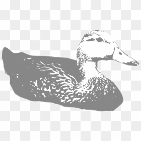 Molted-duck - Mallard, HD Png Download - oregon ducks png