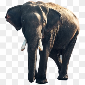 Gray Elephant Standing - Biggest Elephant, HD Png Download - elephants png