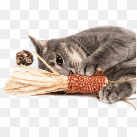 Domestic Short-haired Cat, HD Png Download - cat toy png
