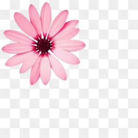 Flower, Editing, Aesthetic And Png - Pink Flower Theme Divider, Transparent Png - aesthetic flower png