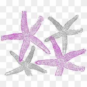 Starfish Prints Png Icons - Fish Clip Art, Transparent Png - starfish silhouette png