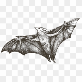 She"s All Bat - Vampire Bat, HD Png Download - bat clipart png