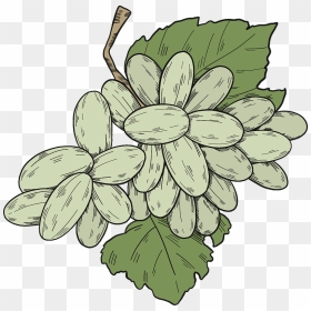 White Grapes With Leaves Clipart, HD Png Download - leaves clipart png