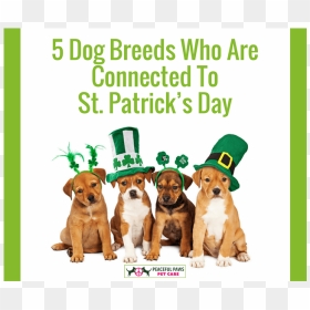 5 Dog Breeds Who Are Connected To St - Cute St Patrick's Day Puppy, HD Png Download - st patricks day border png