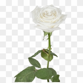 Garden Roses Clipart , Png Download - Garden Roses, Transparent Png - roses clipart png