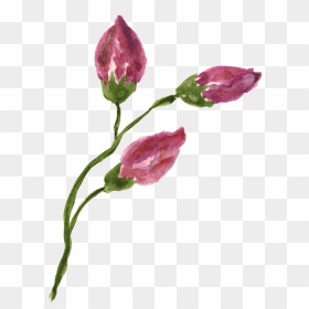 This Graphics Is Rose Flower Branch Transparent Decorative - Freesia, HD Png Download - flower divider png