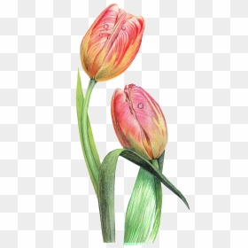 This Graphics Is Dewdrop Decorative Pattern About Flowers, - Tulip, HD Png Download - flower divider png