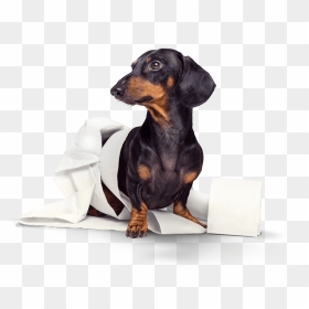 Dog, HD Png Download - dog pooping png