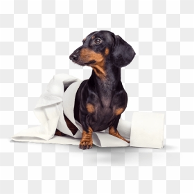 Dog, HD Png Download - dog pooping png