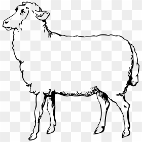 Thumb Image - Sheep Images Black And White, HD Png Download - dumb png