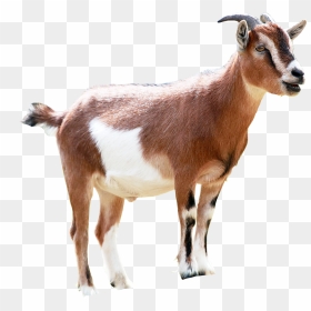 Goat Png Image Transparent Background - Goat Transparent Background, Png Download - goat.png