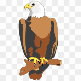 Eagle 19 Png Icons - 28 Nentori Art, Transparent Png - eagle icon png