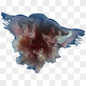 The Jellyfish App In The Media - Cyanea, HD Png Download - jelly fish png