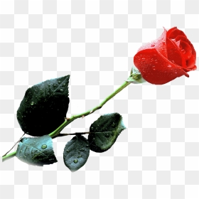 Single Red Rose Gif, HD Png Download - single red rose png
